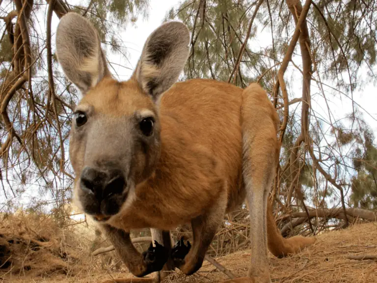 澳洲技術類別移民申請必備懶人包 澳洲